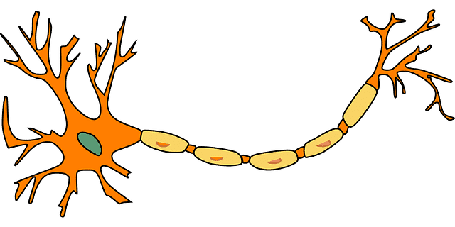 Multiple Sklerose in der HP Psychotherapie Ausbildung